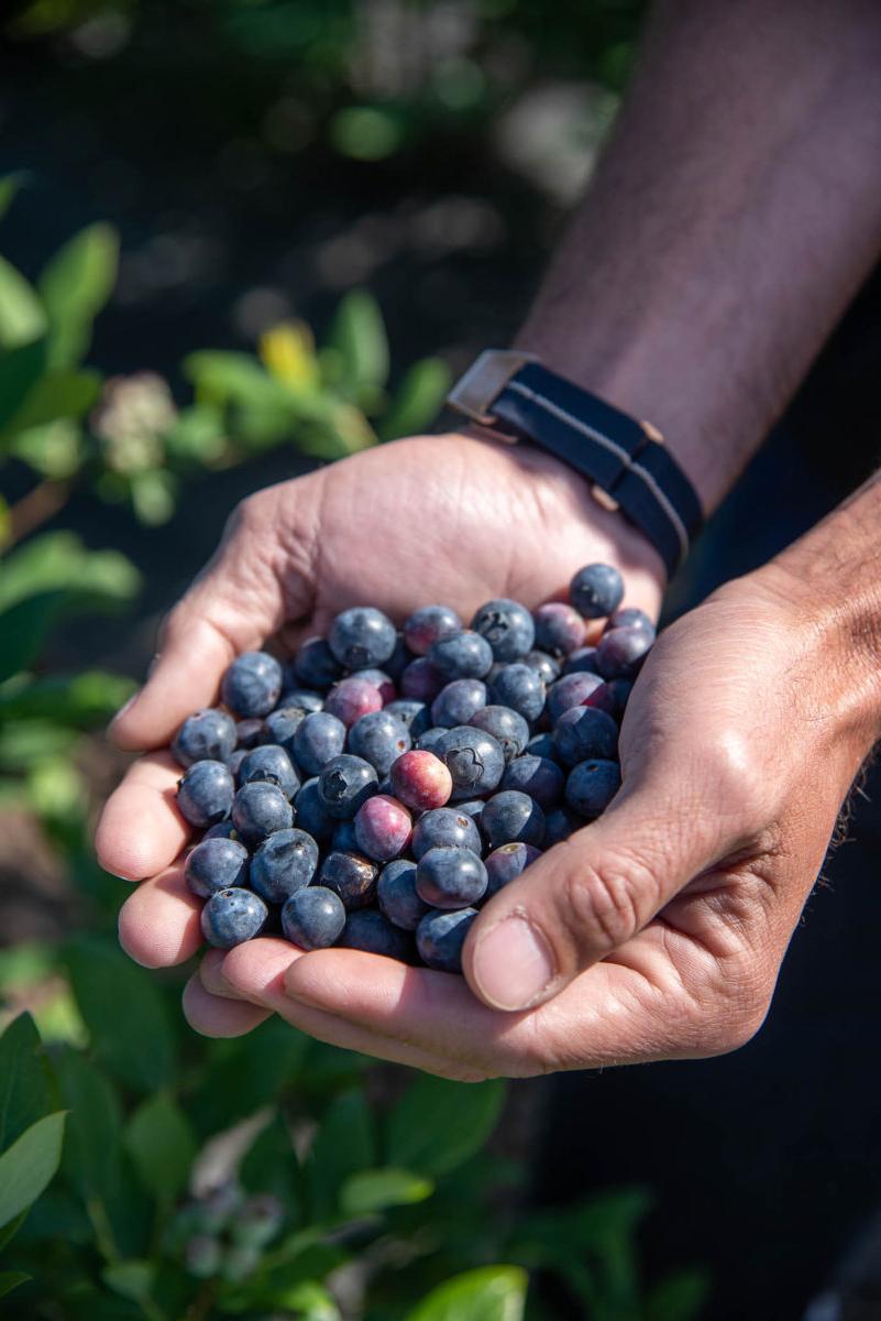 Former Atlanta Brave Jeff Francoeur and his family’s successful berry farm